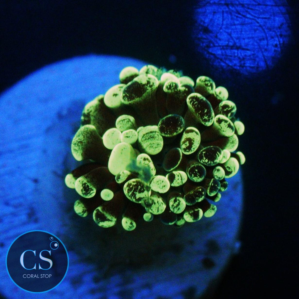 GREEN SPLATTER HAMMER