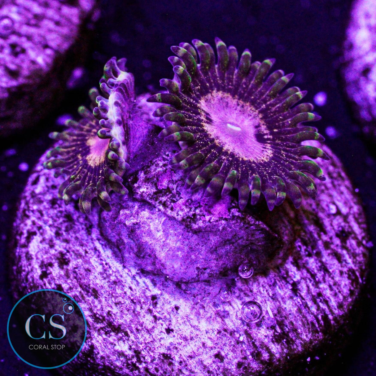 Queen Krakatoa Zoa