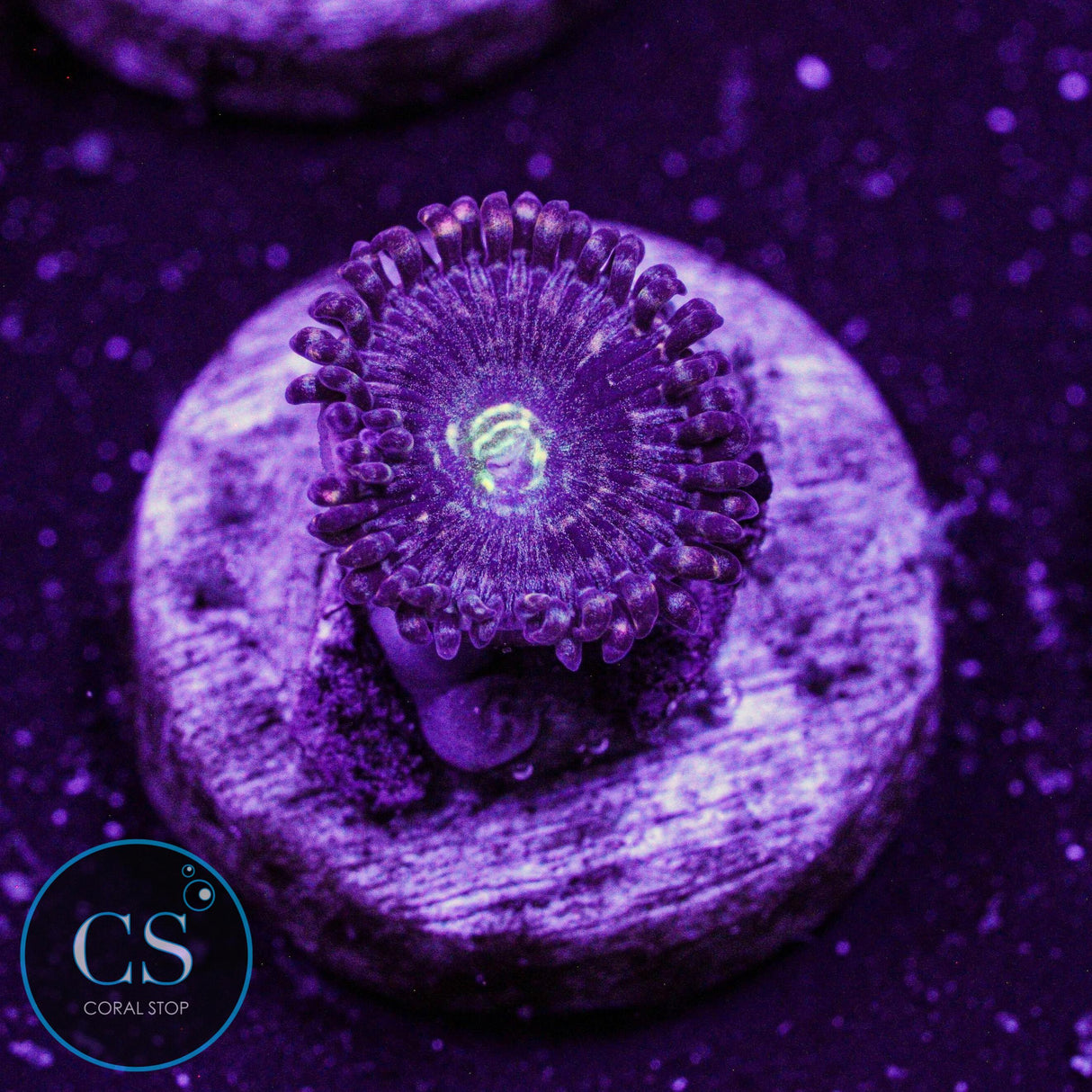 ADG Miku Freak Zoa
