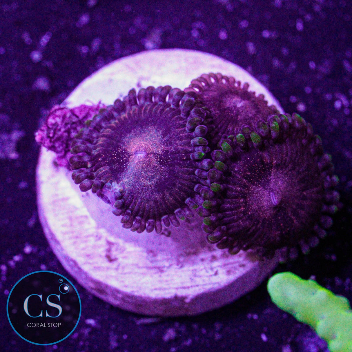 LC Space Haze Zoa