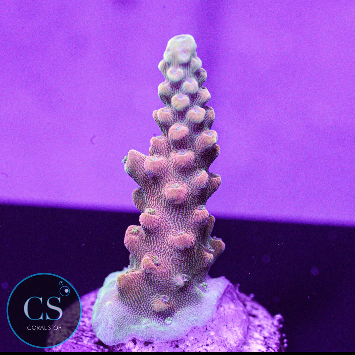 CB Flaming Unicorn Acro