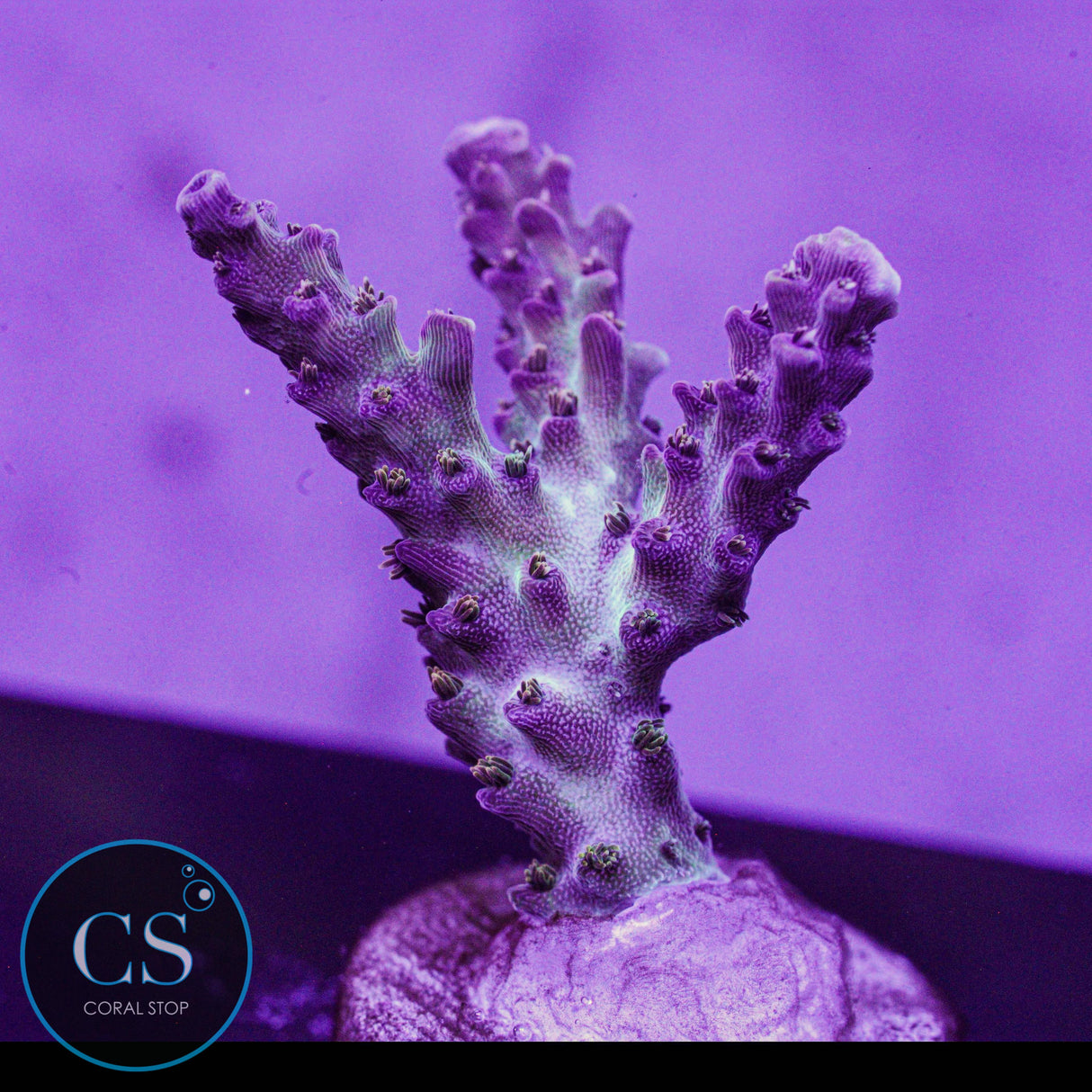 CS Raspberry Shortcake Acro