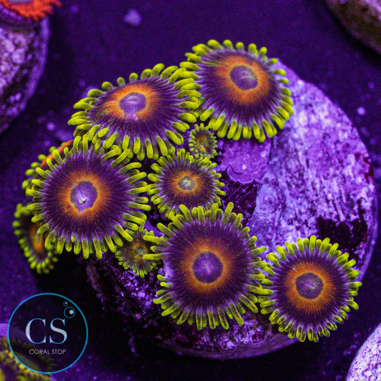 Lazy Lashes Zoa