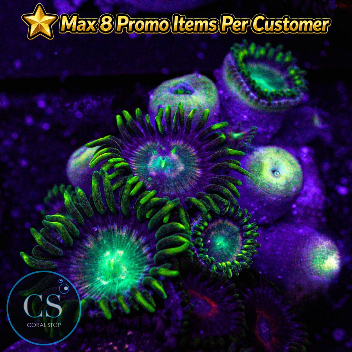 Radioactive Dragon Eyes Zoa