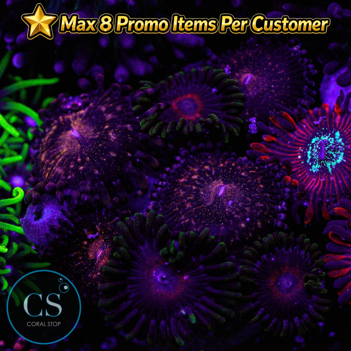 Combo Zoa