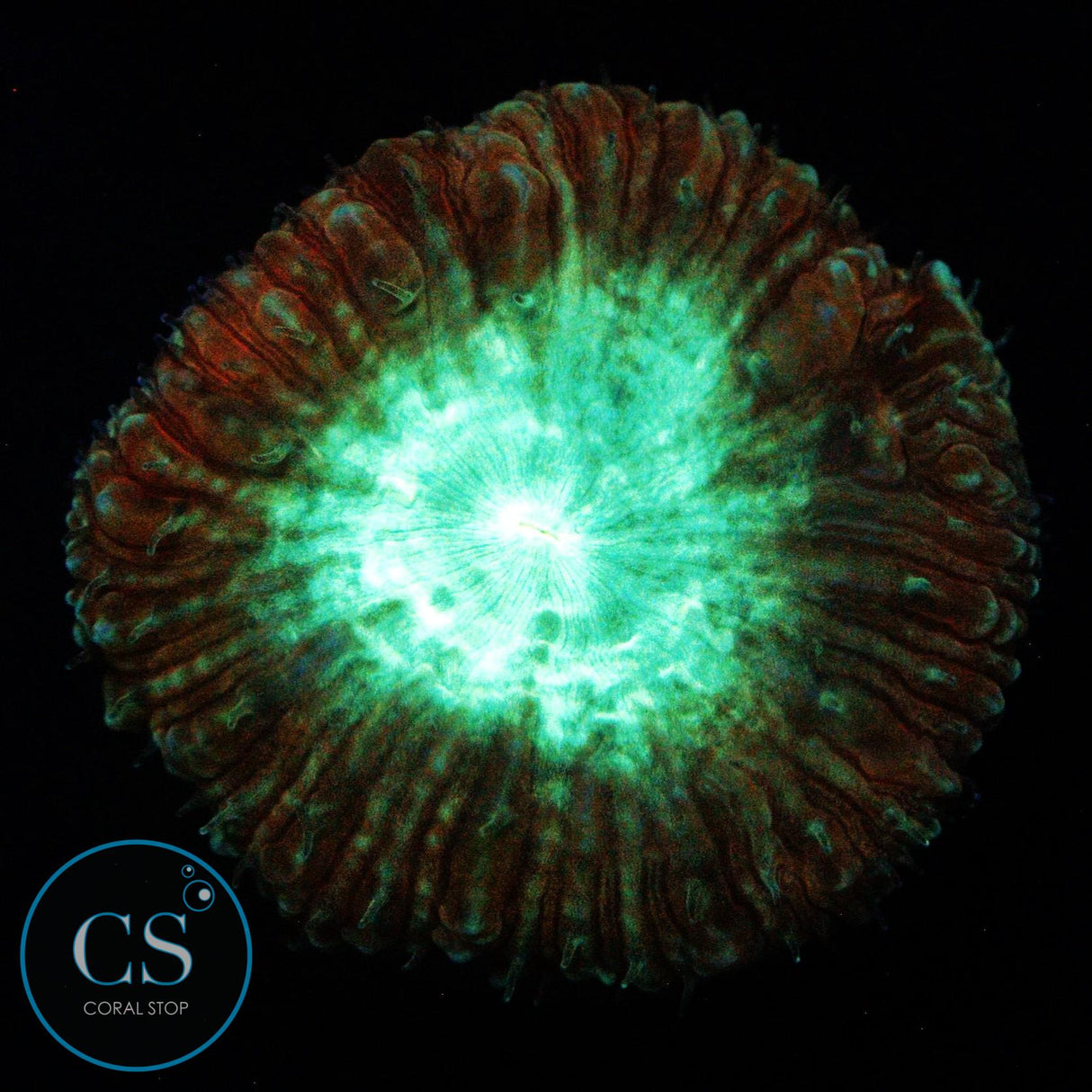 PURPLE AND GREEN BLASTO