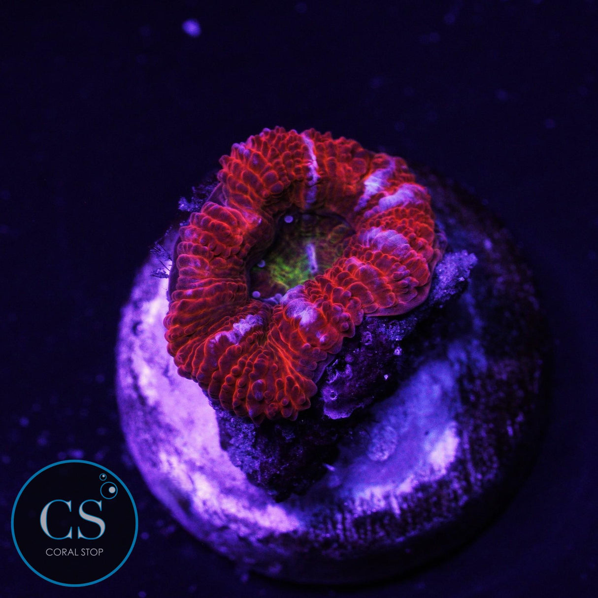 Rainbow Acan