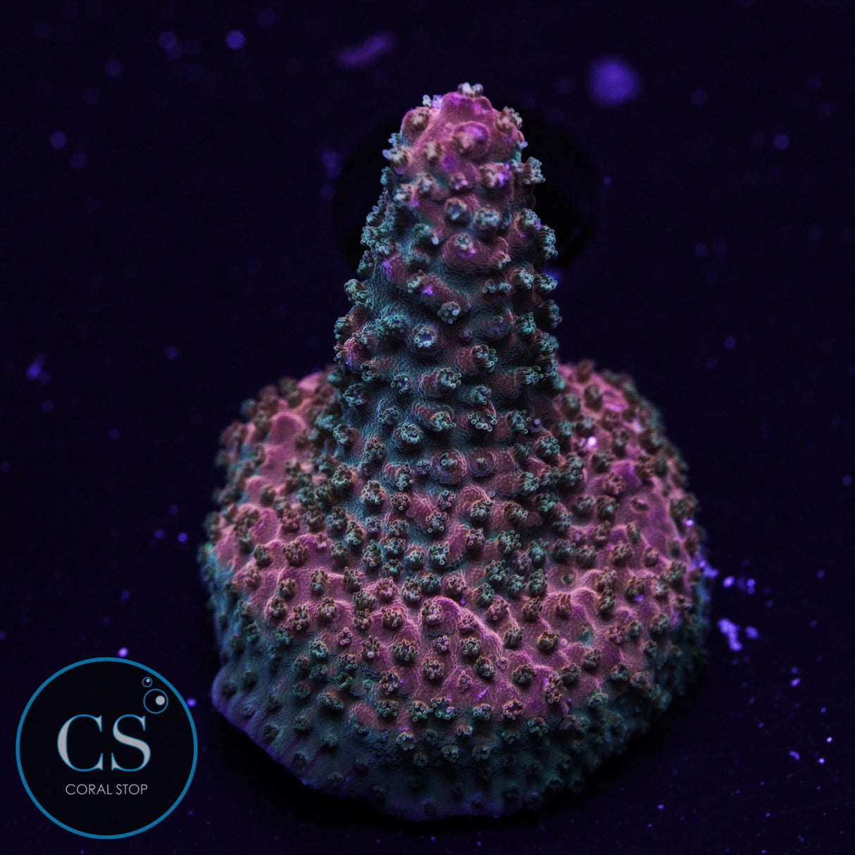 CB Purple Tip Acropora