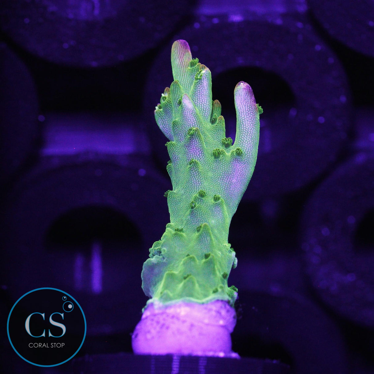 RR Rainbow Loom Acro