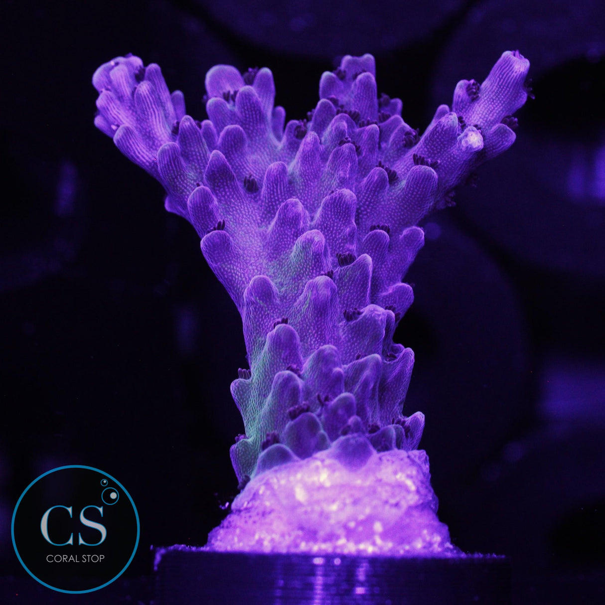 Sanjay's Grape Concord Acro