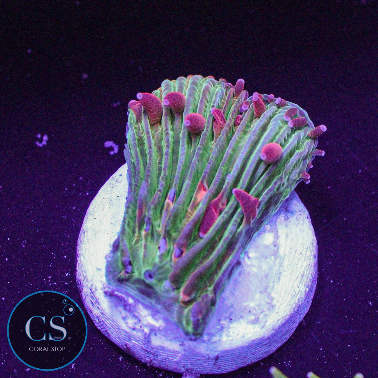 Flame Tip Diaseris Plate