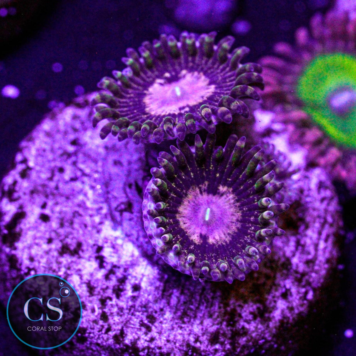 Queen Krakatoa Zoa