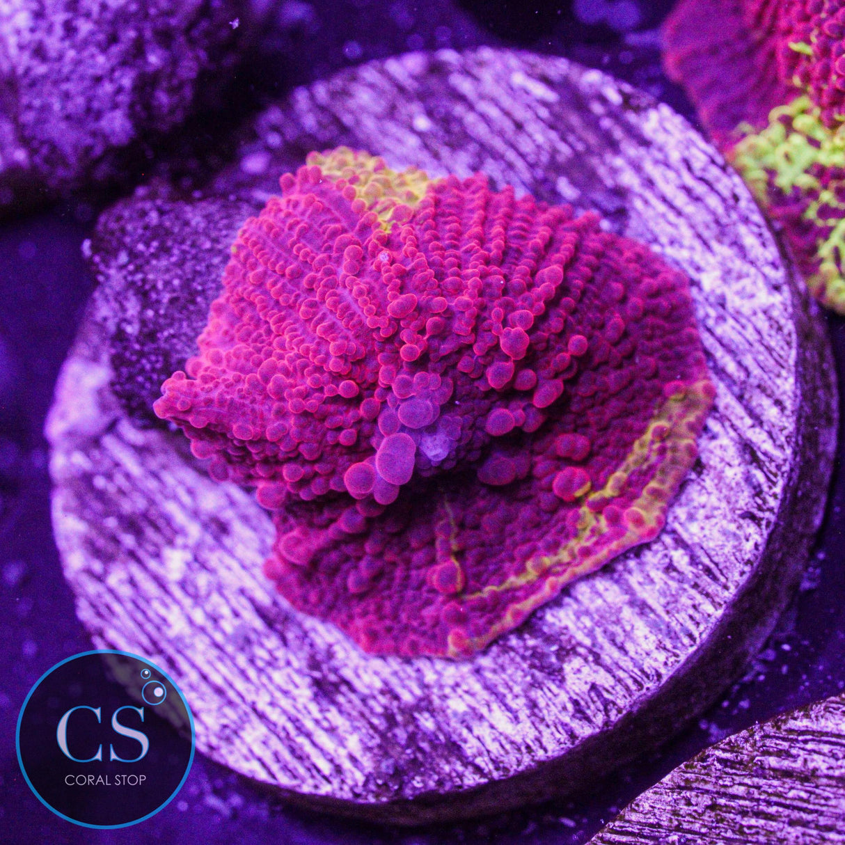 Morning Star Jawbreaker Mushroom