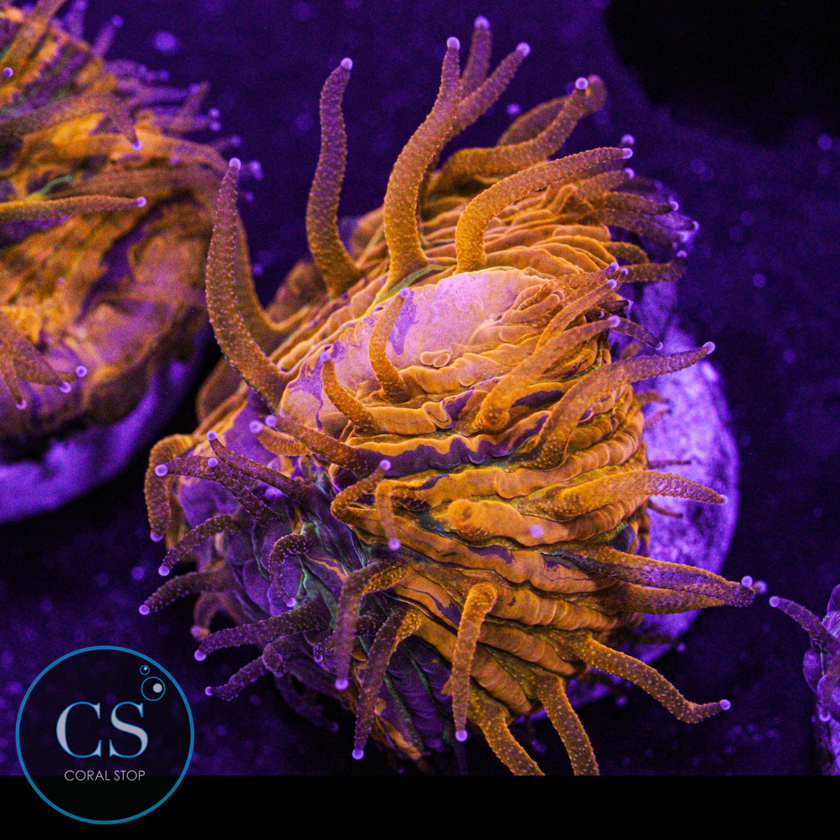 CS Purple Monster Plate