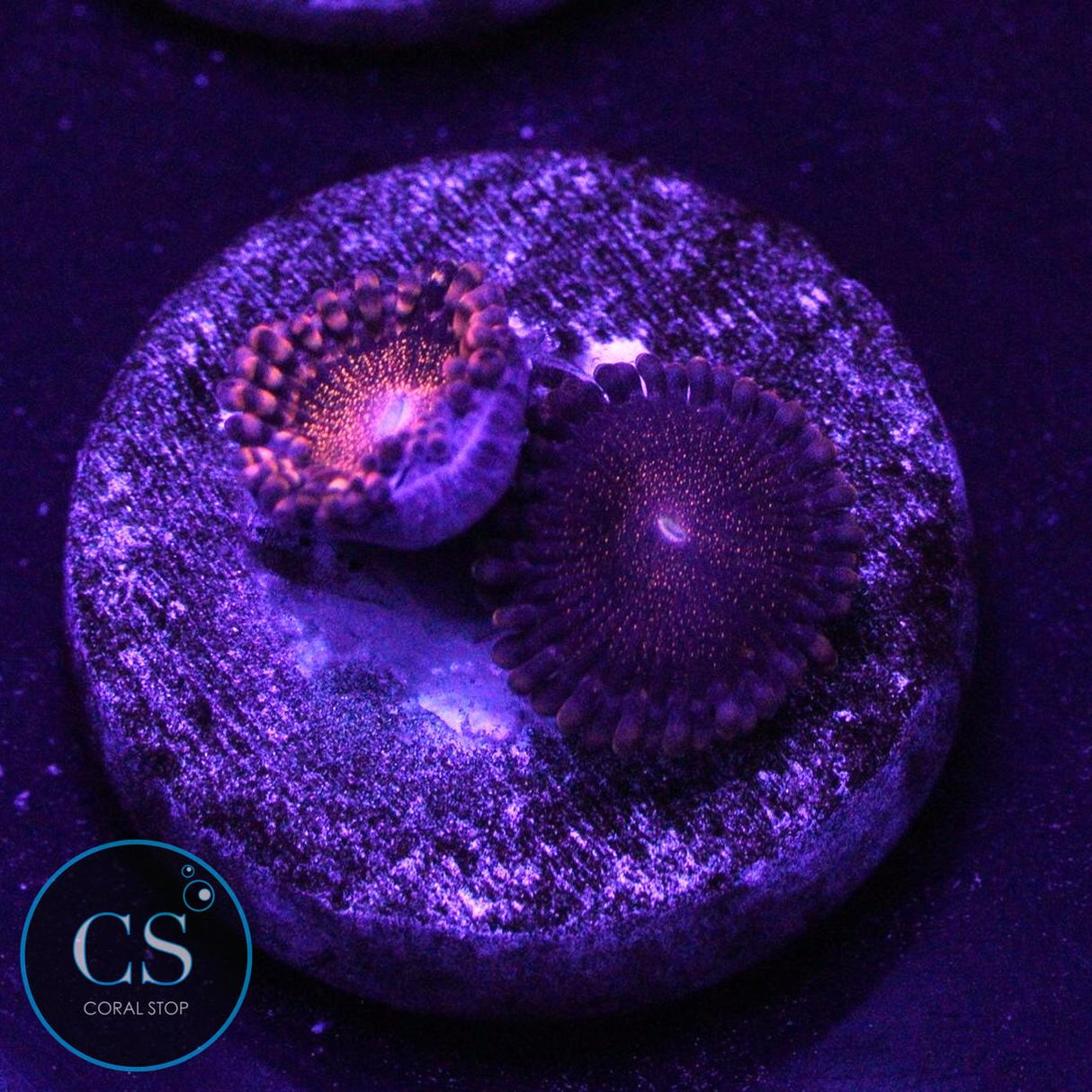 ORANGE DEATHSTAR ZOA