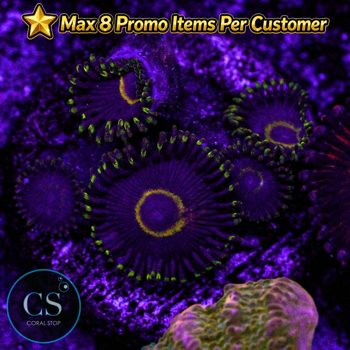 Purple Hornet Zoa