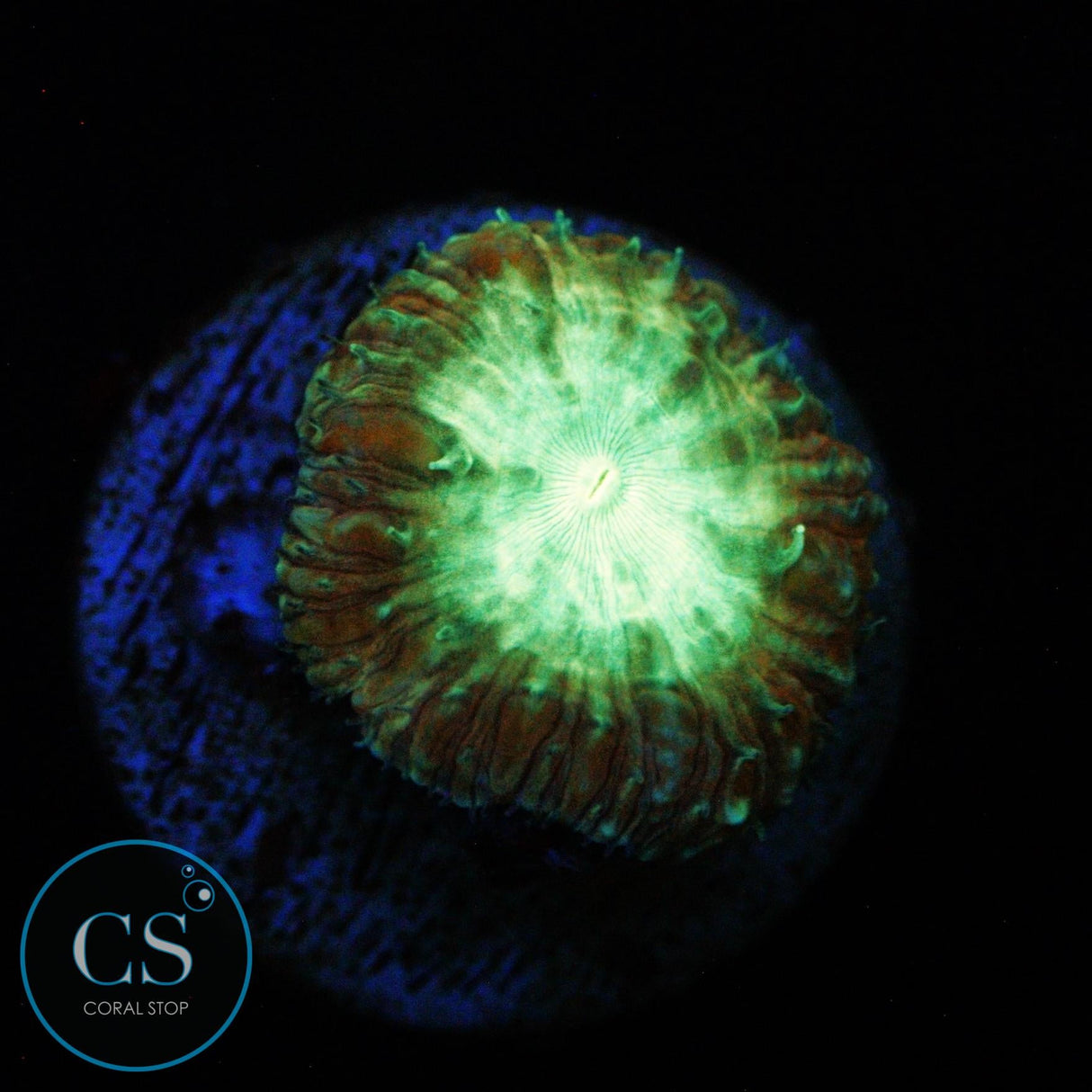 PURPLE AND GREEN BLASTO