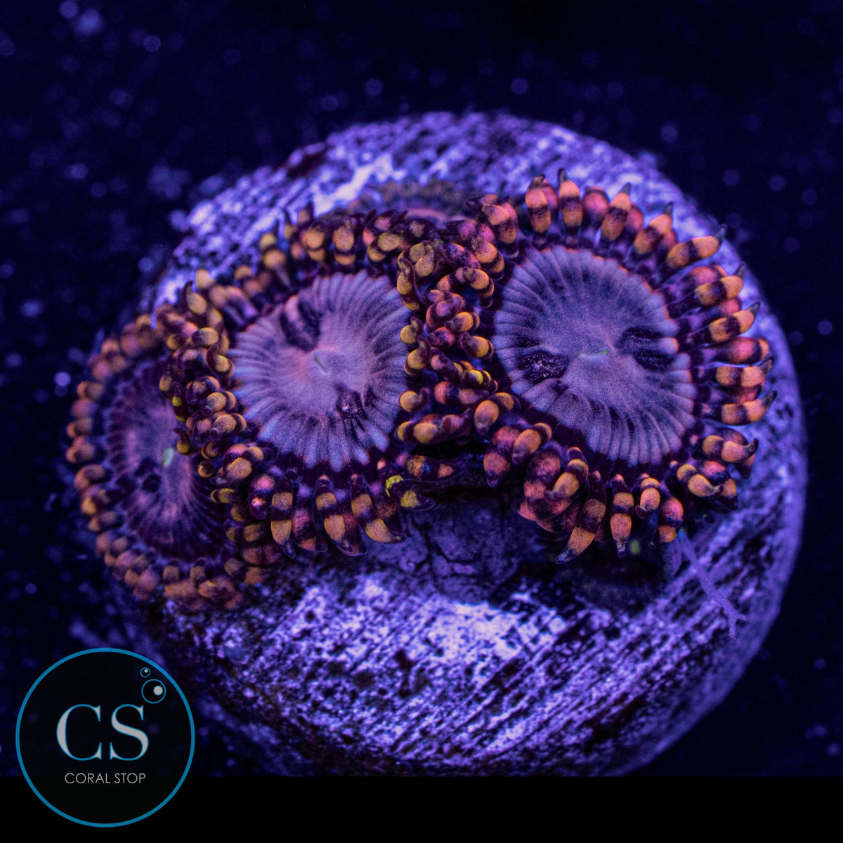 RR Koala Eye Zoa