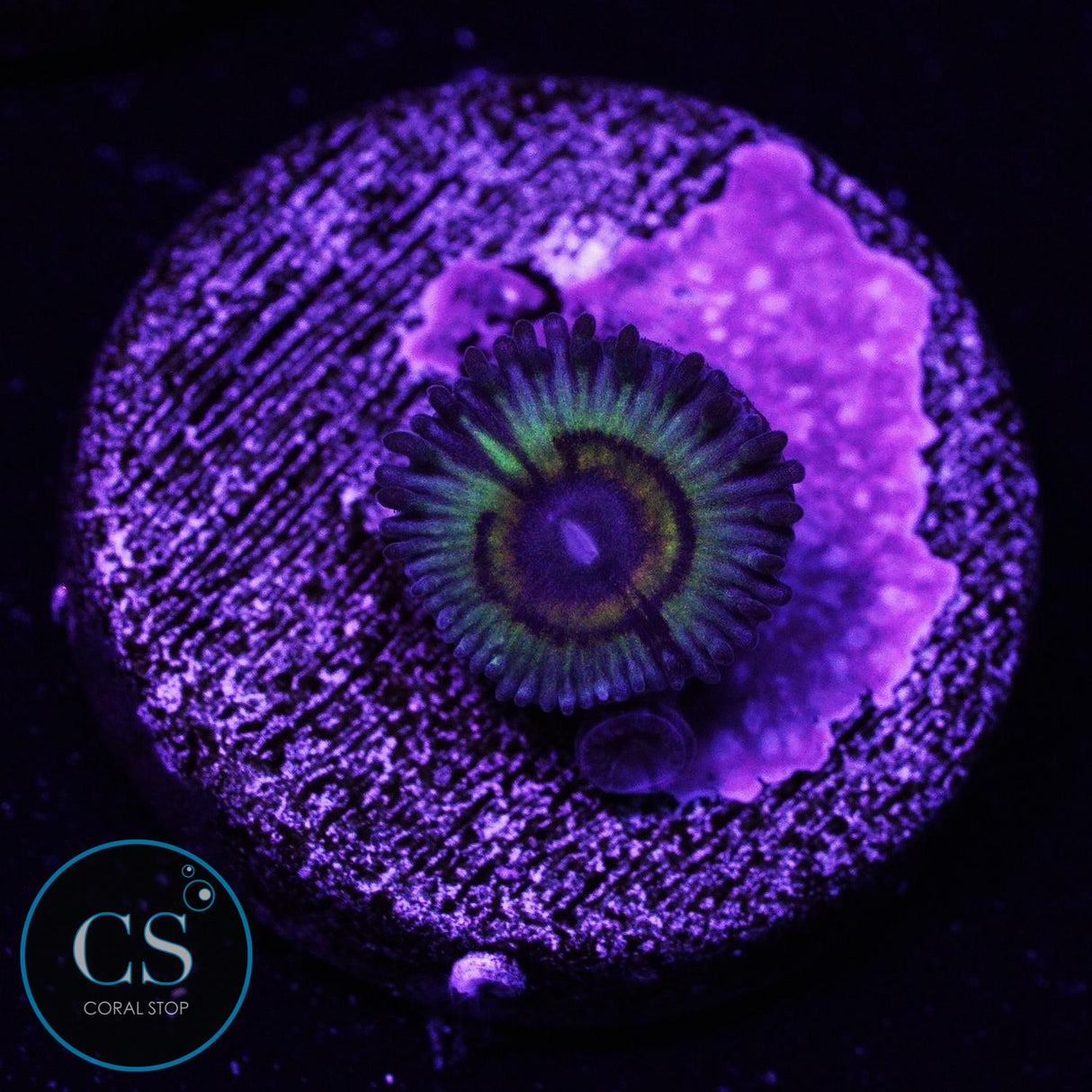 Bowling Green Massacre Zoa