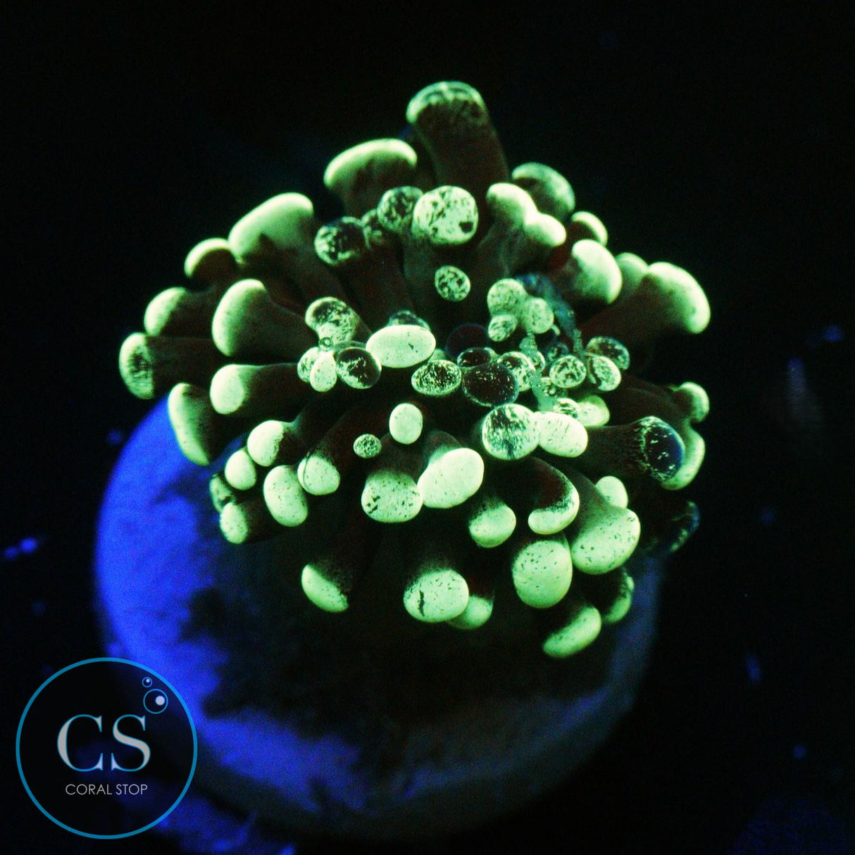 GREEN SPLATTER HAMMER