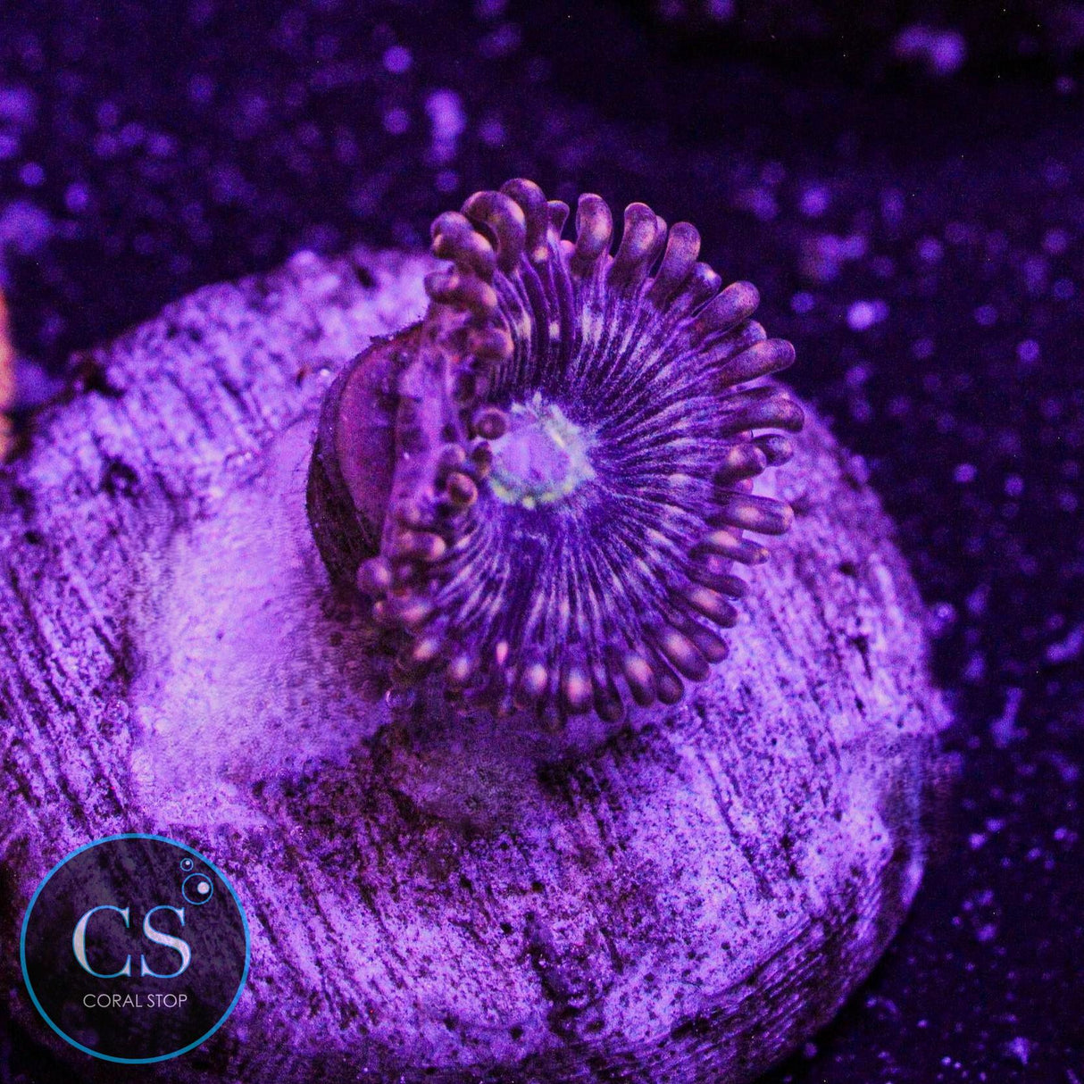 ADG Miku Freak Zoa
