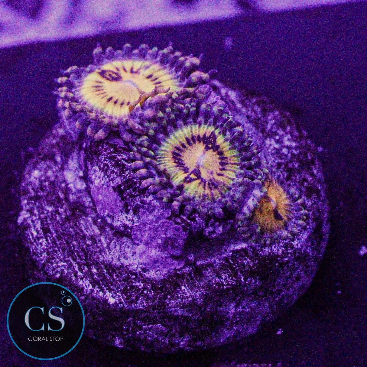 Butt Muncher Zoa