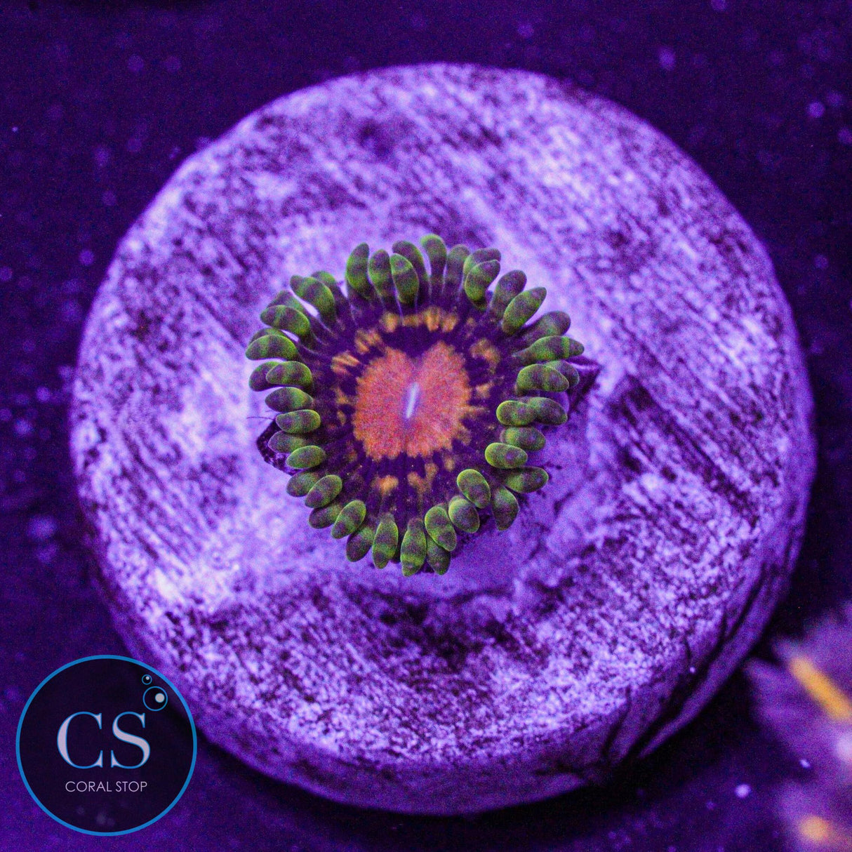 SBB Marvin The Martian Zoa