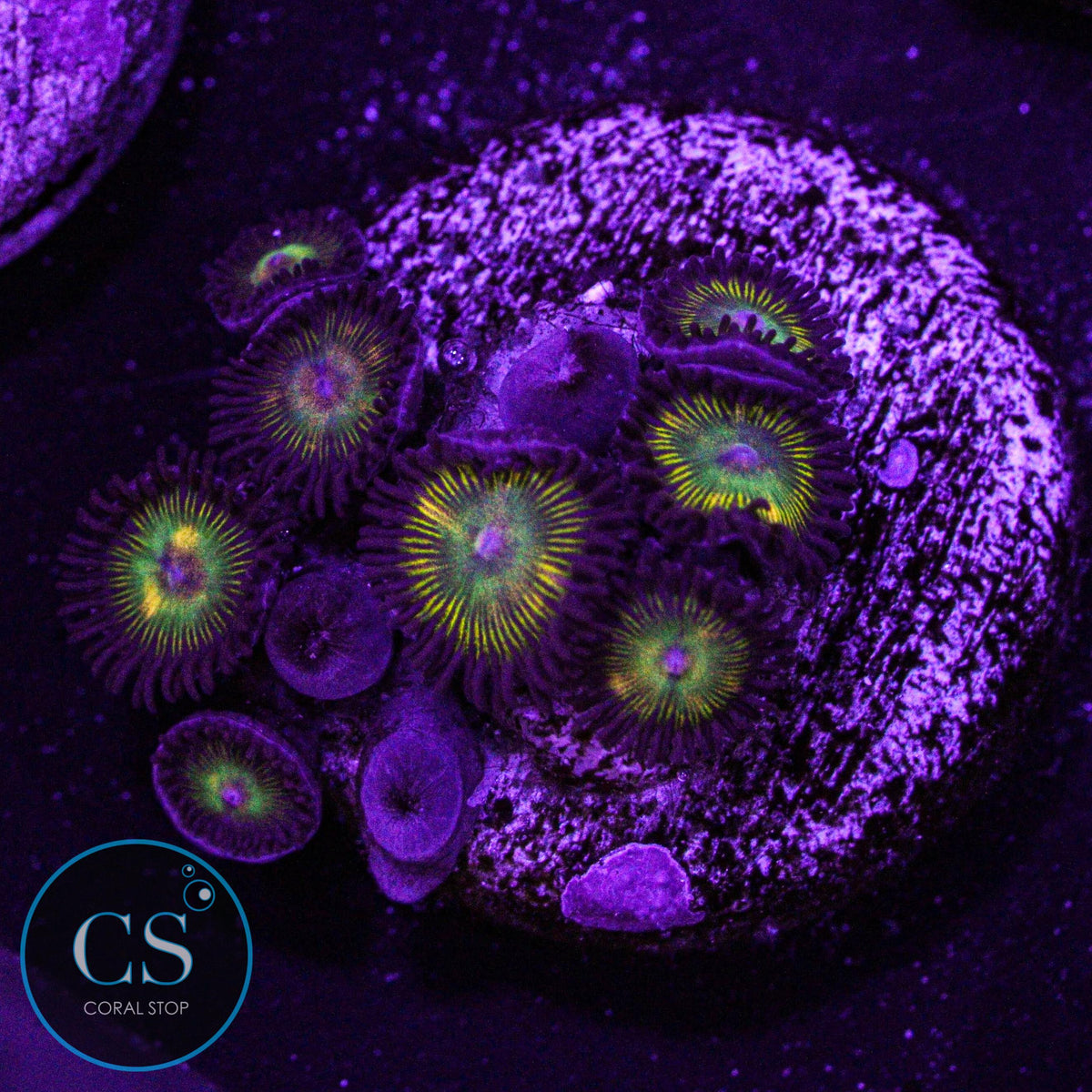 Super Mario Sunshine Zoa