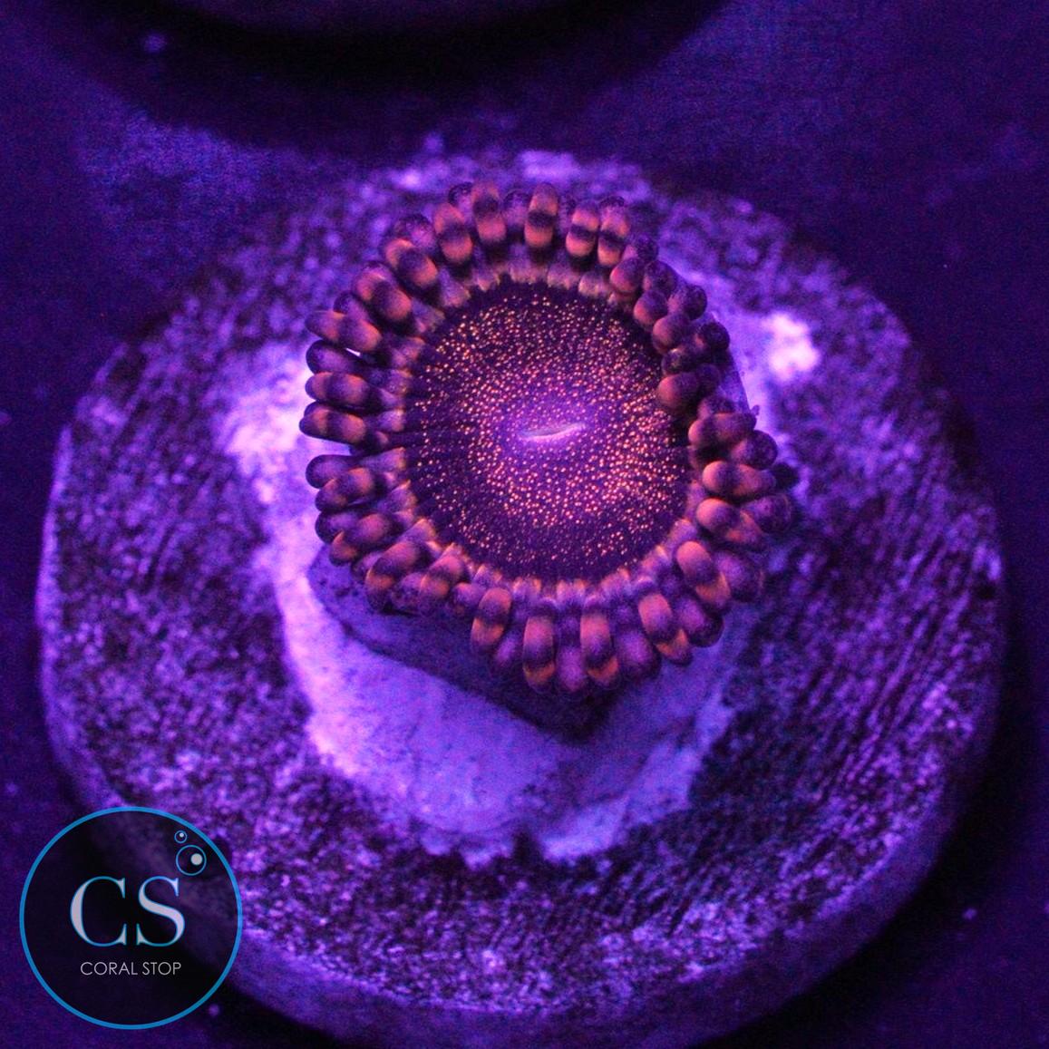 ORANGE DEATHSTAR ZOA