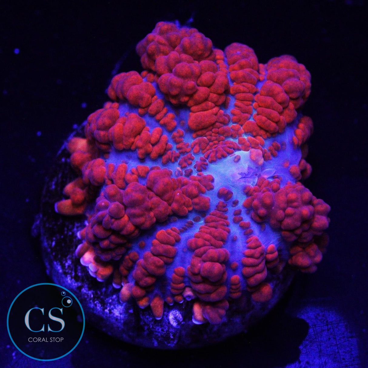 JF RAUNCHY RED BOUNCE MUSHROOM