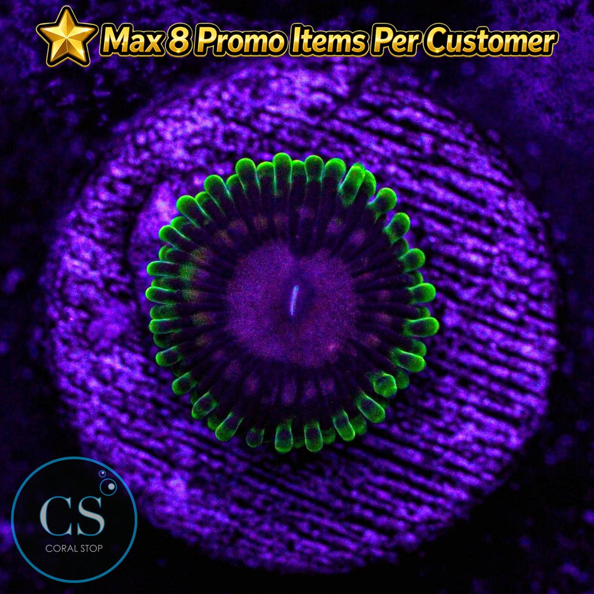 CC Scarlet Fever Zoa