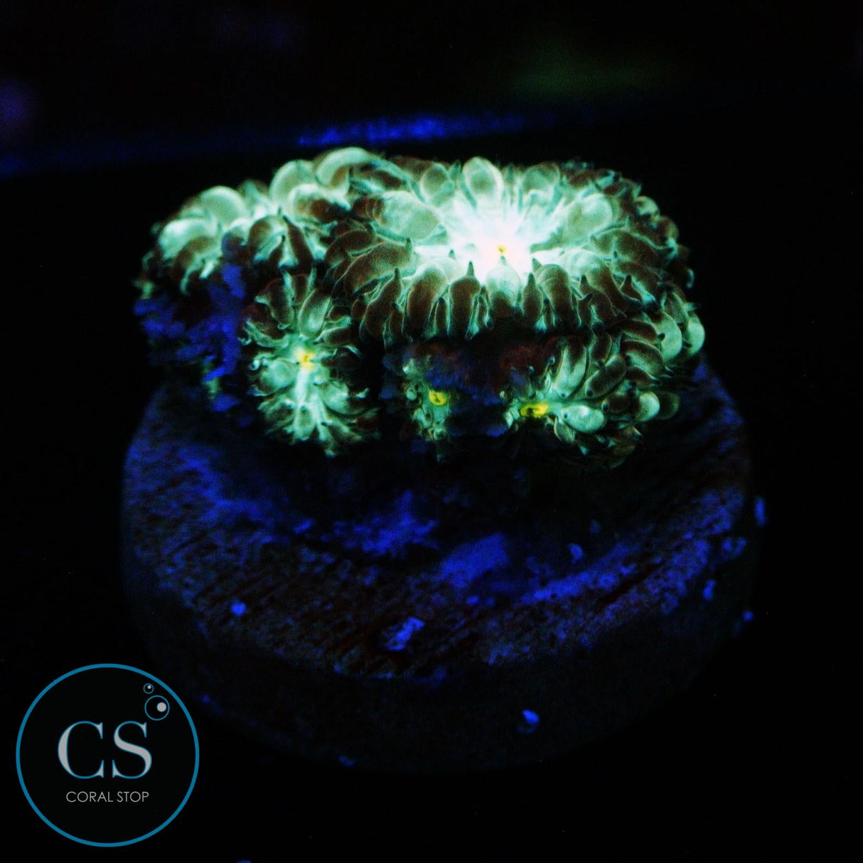 EMERALD BLASTO MERLETTI