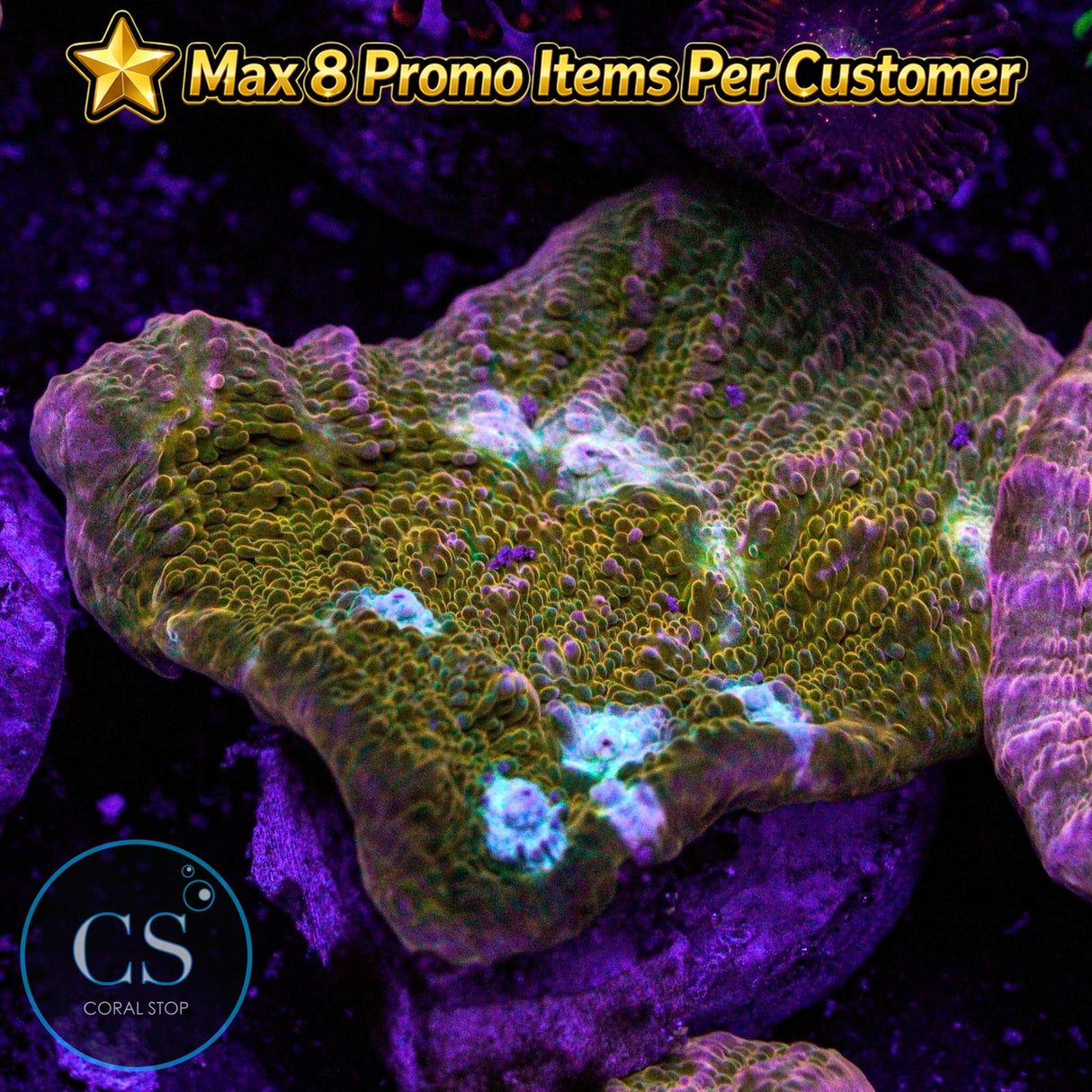 JF Orange Zombie Chalice