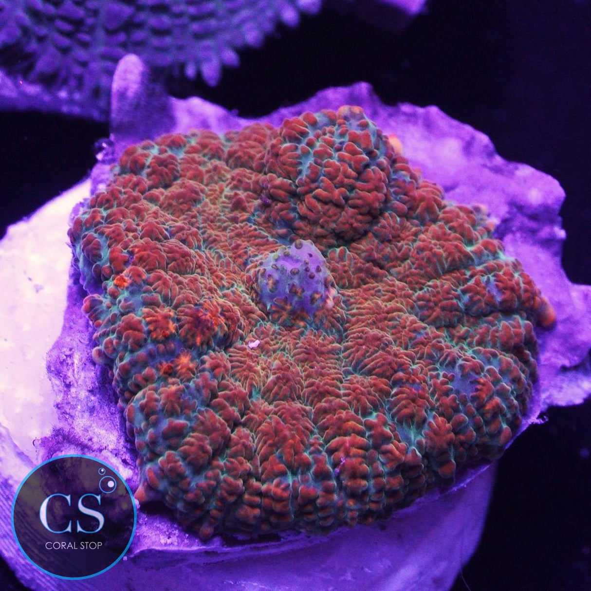 Super Fire And Ice Mushroom