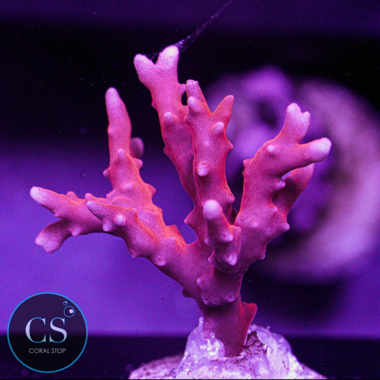 JF TNT Anacropora