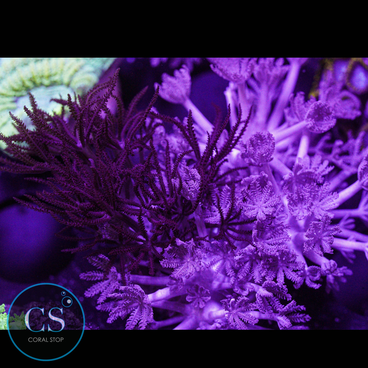 Combo Red and Purple Pulsing Xenia