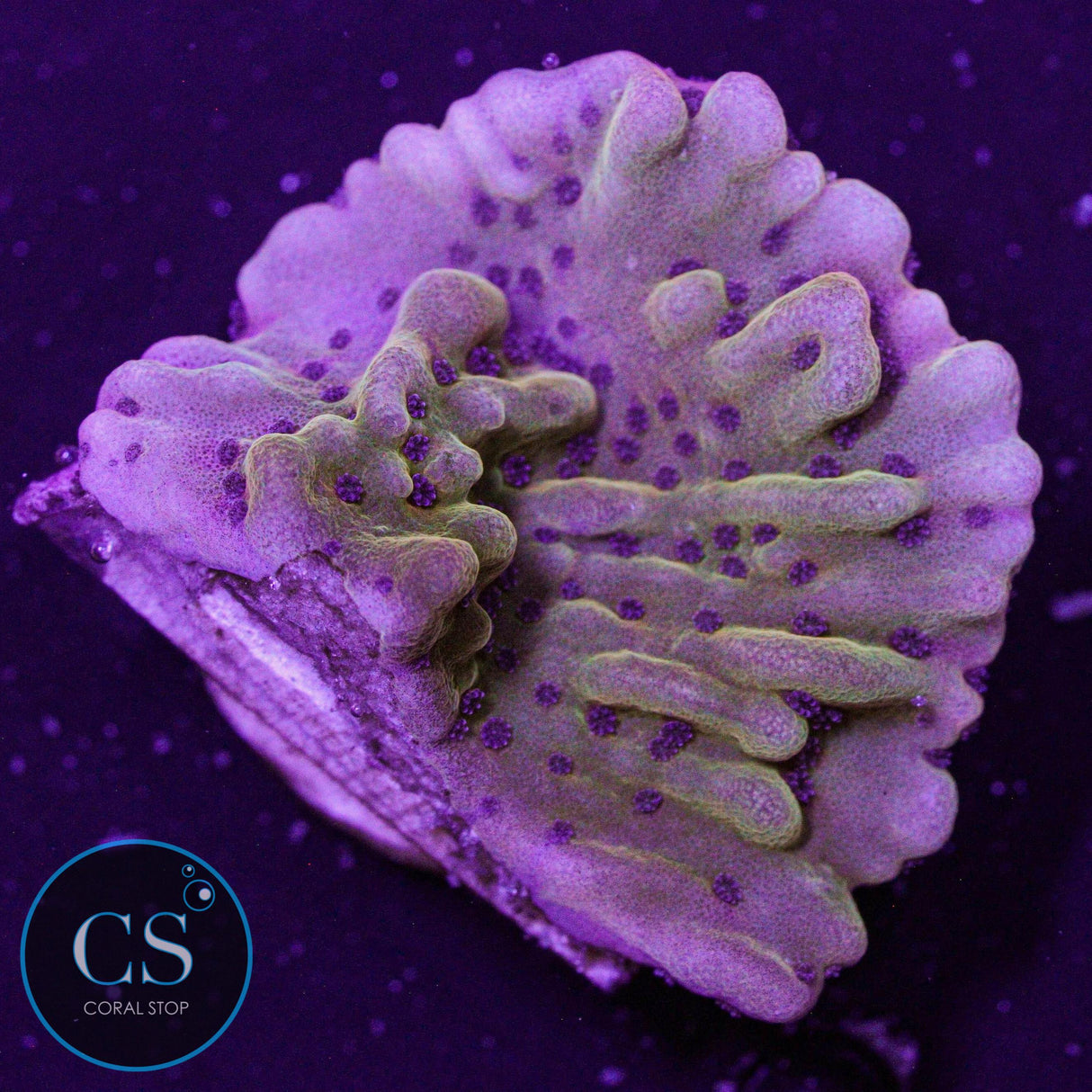 JF Scatter Brain Montipora