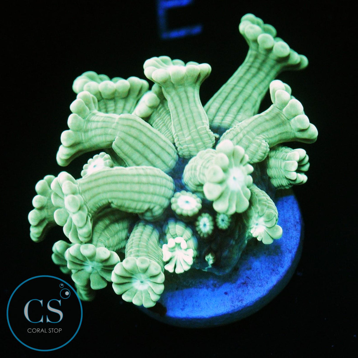 GREEN ALVEOPORA