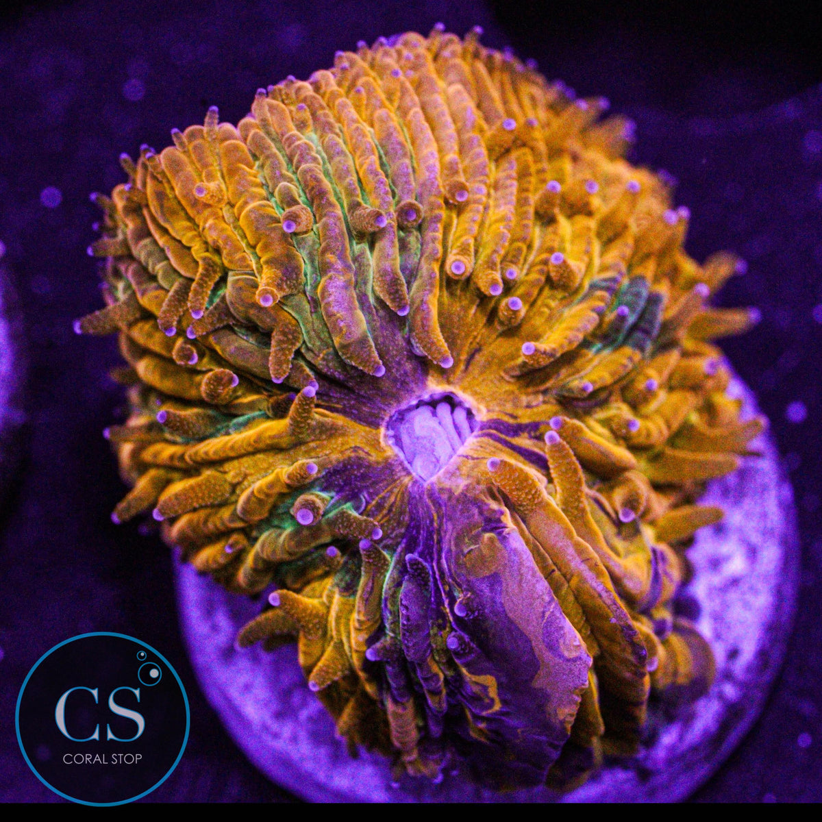 CS Purple Monster Plate