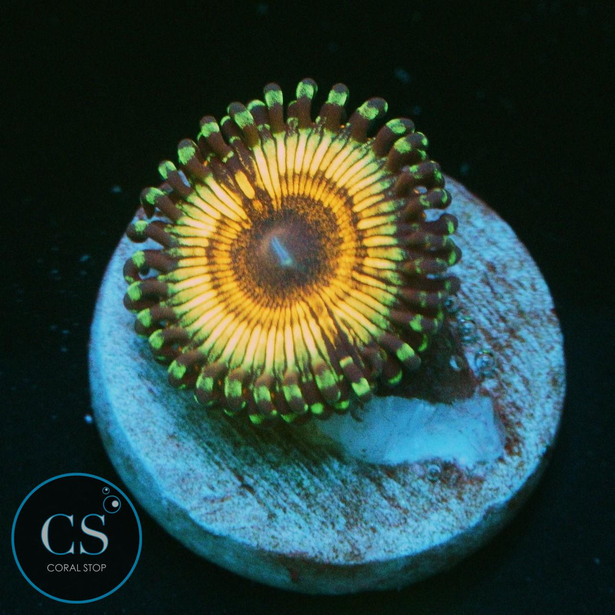 VAMPIRE SLAYERS ZOA