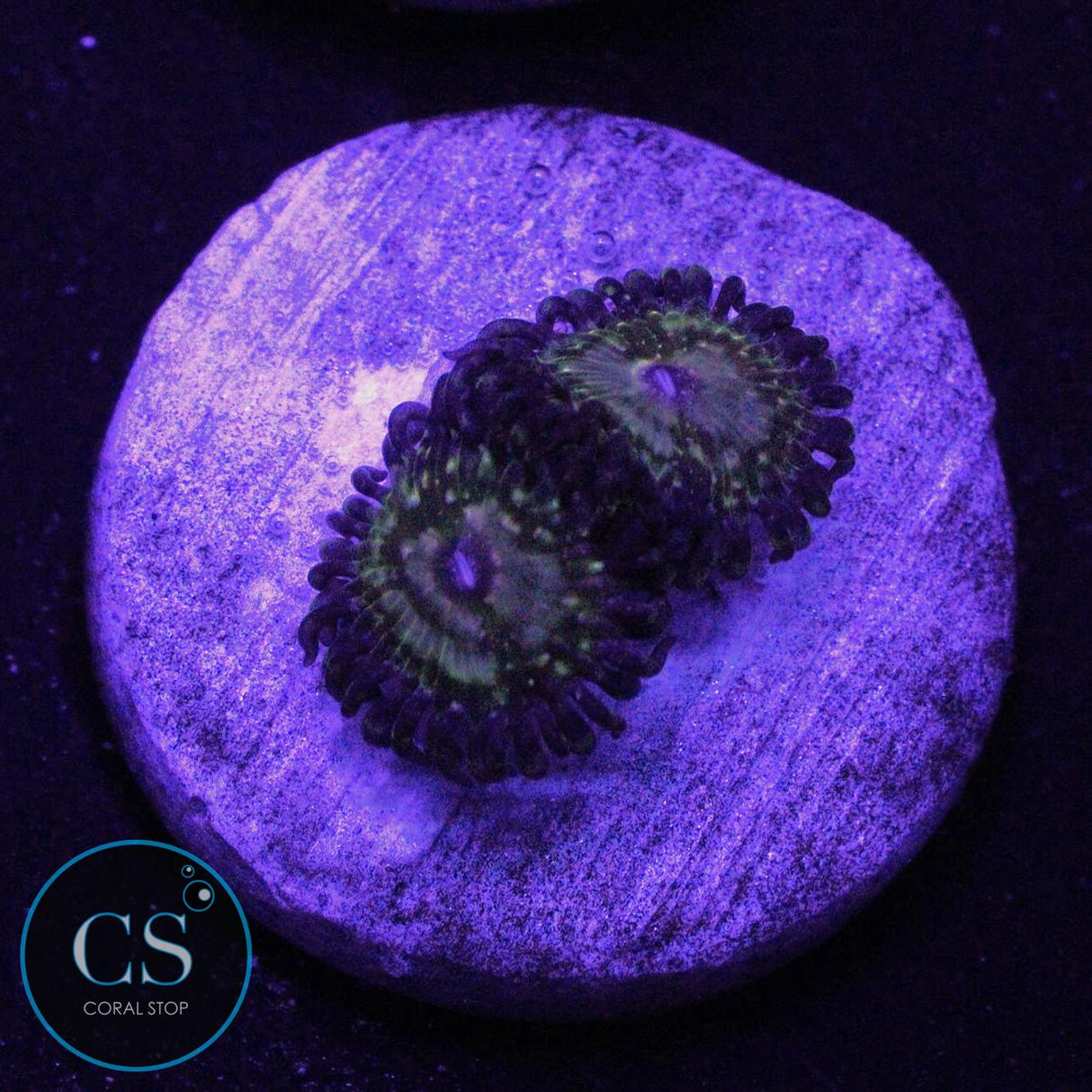 CS BITCOIN ZOA