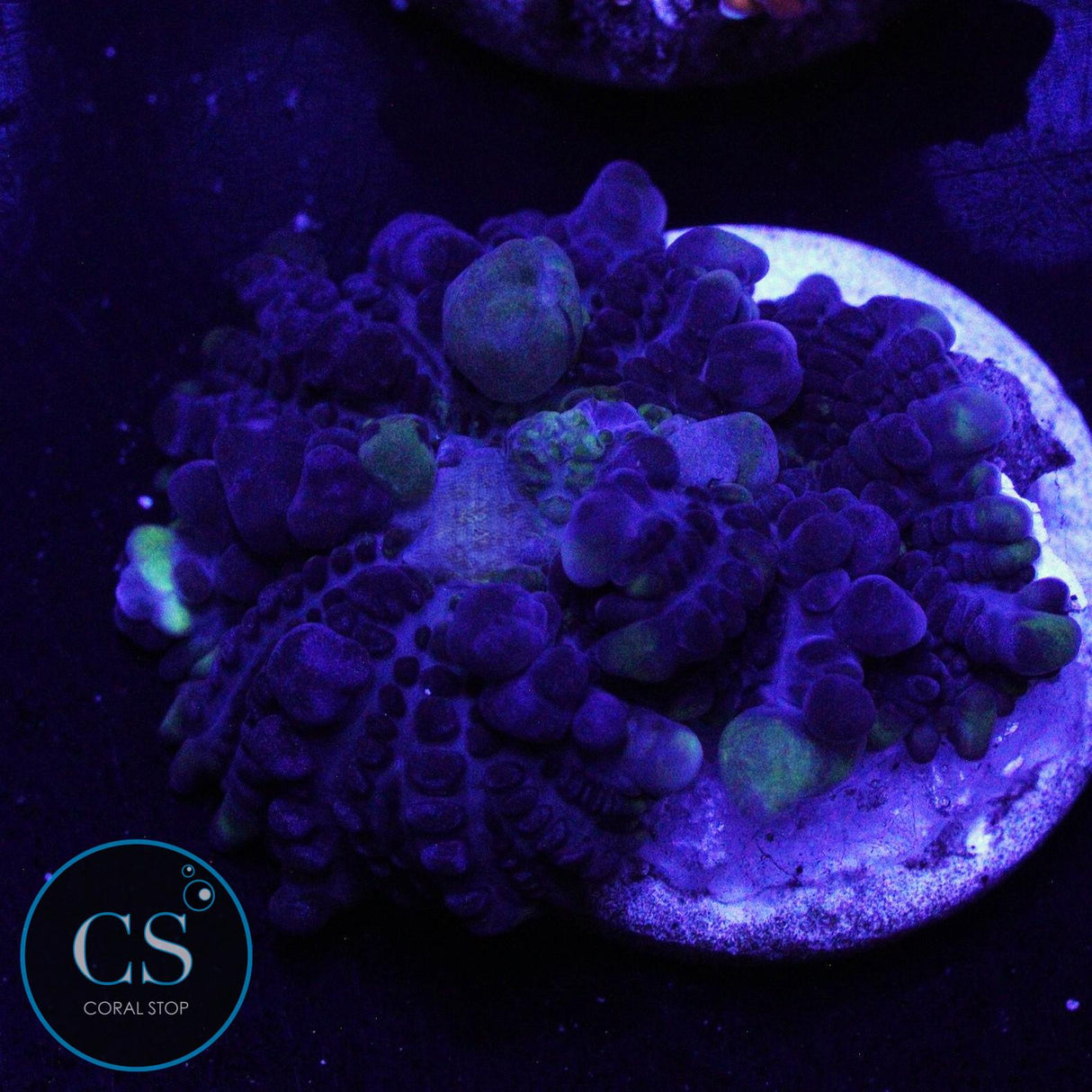 CS GRIMACE BOUNCE MUSHROOM