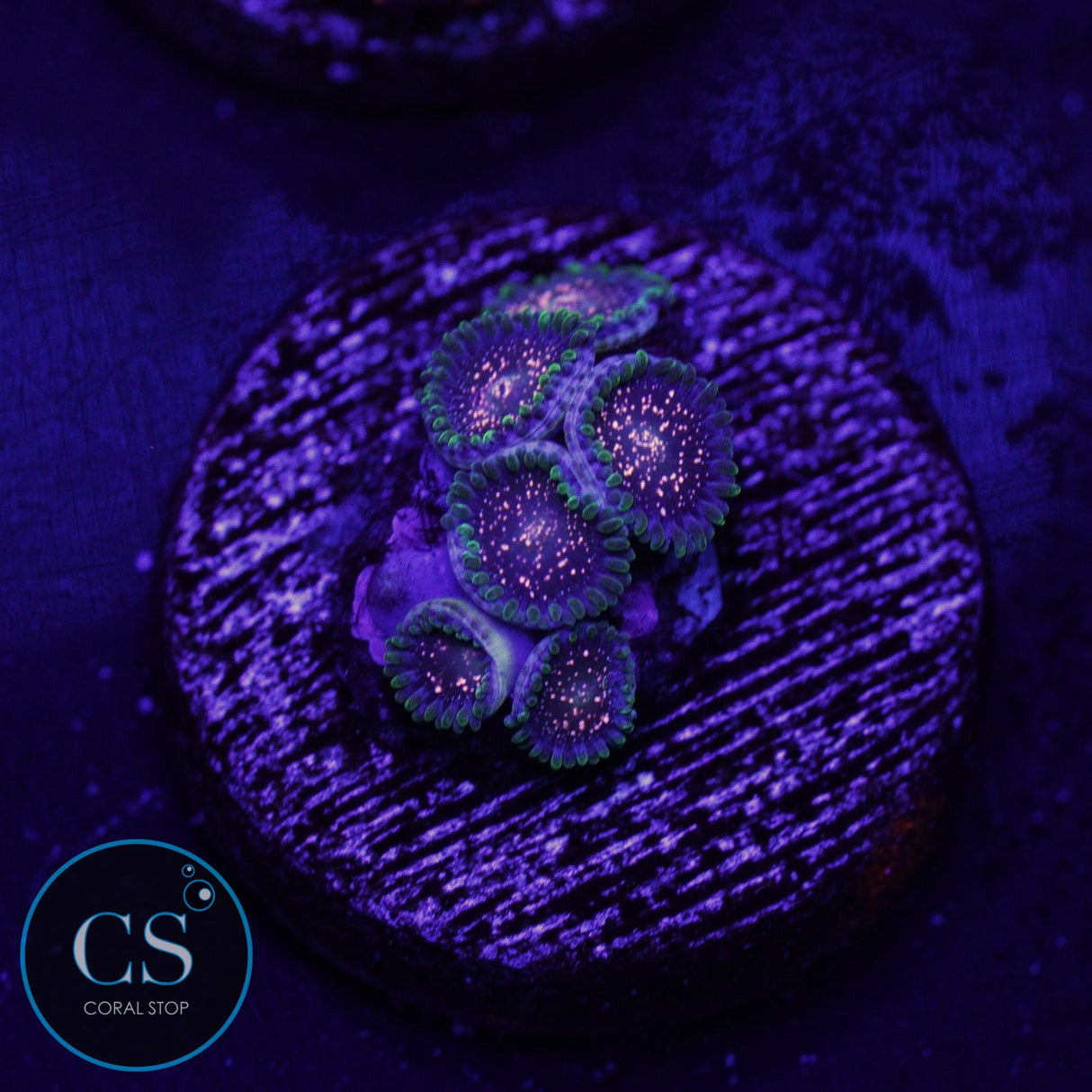 CS COMET COMBUSTION ZOA