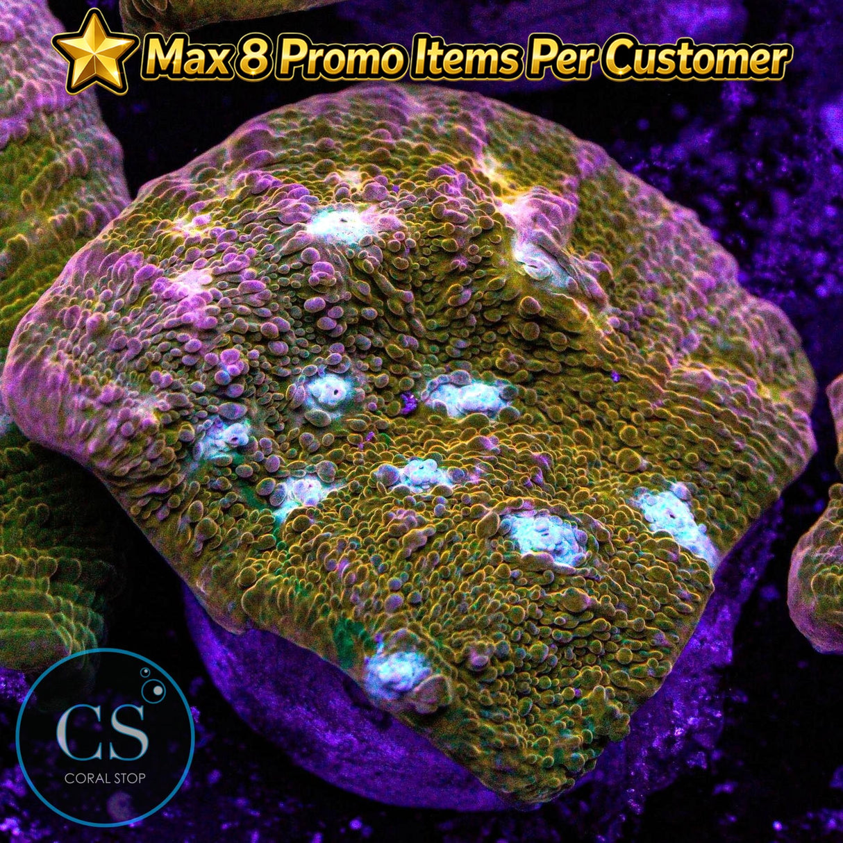 JF Orange Zombie Chalice