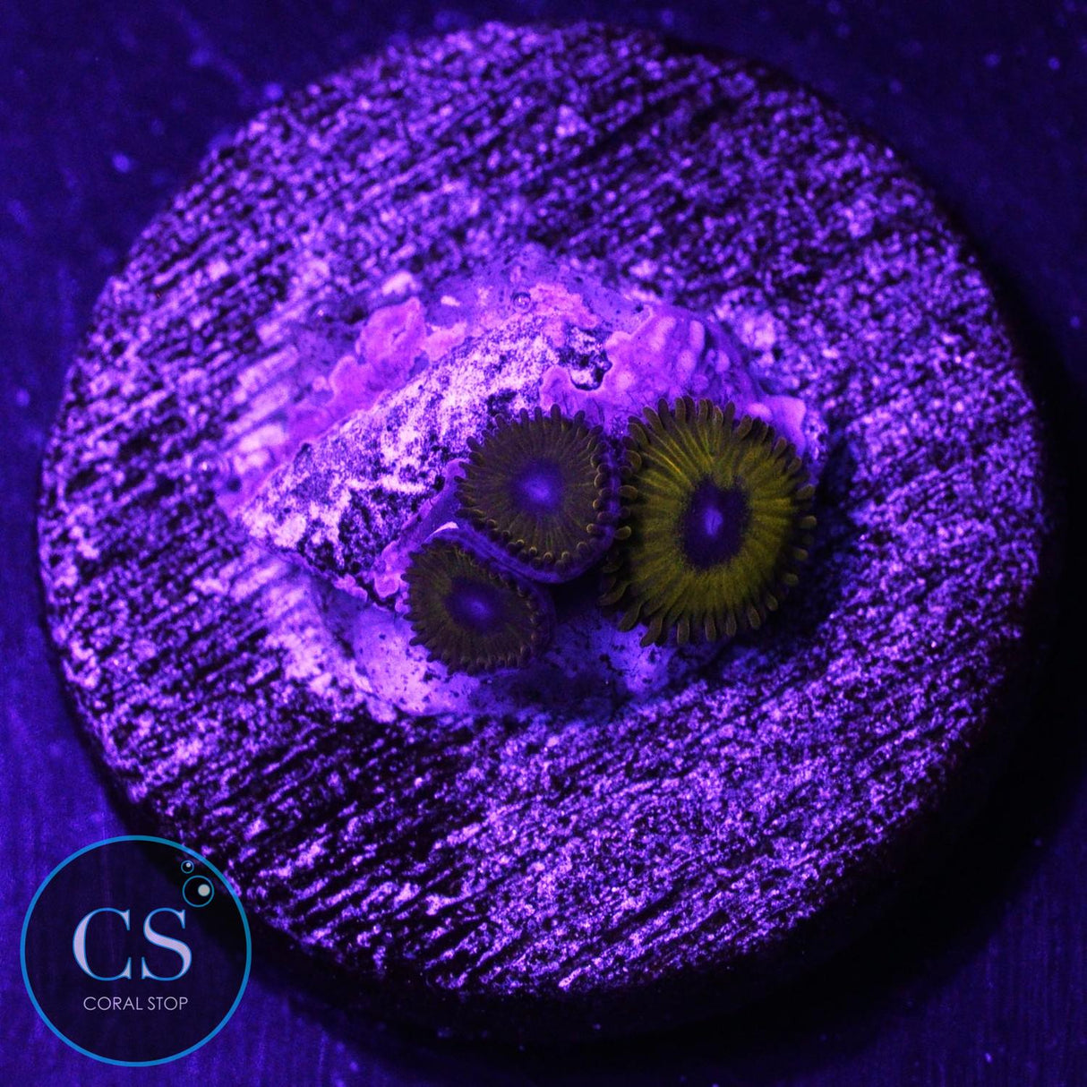 Rare Black Pikachu Zoa