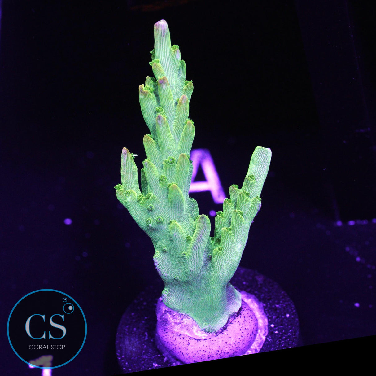 RR Rainbow Loom Acro