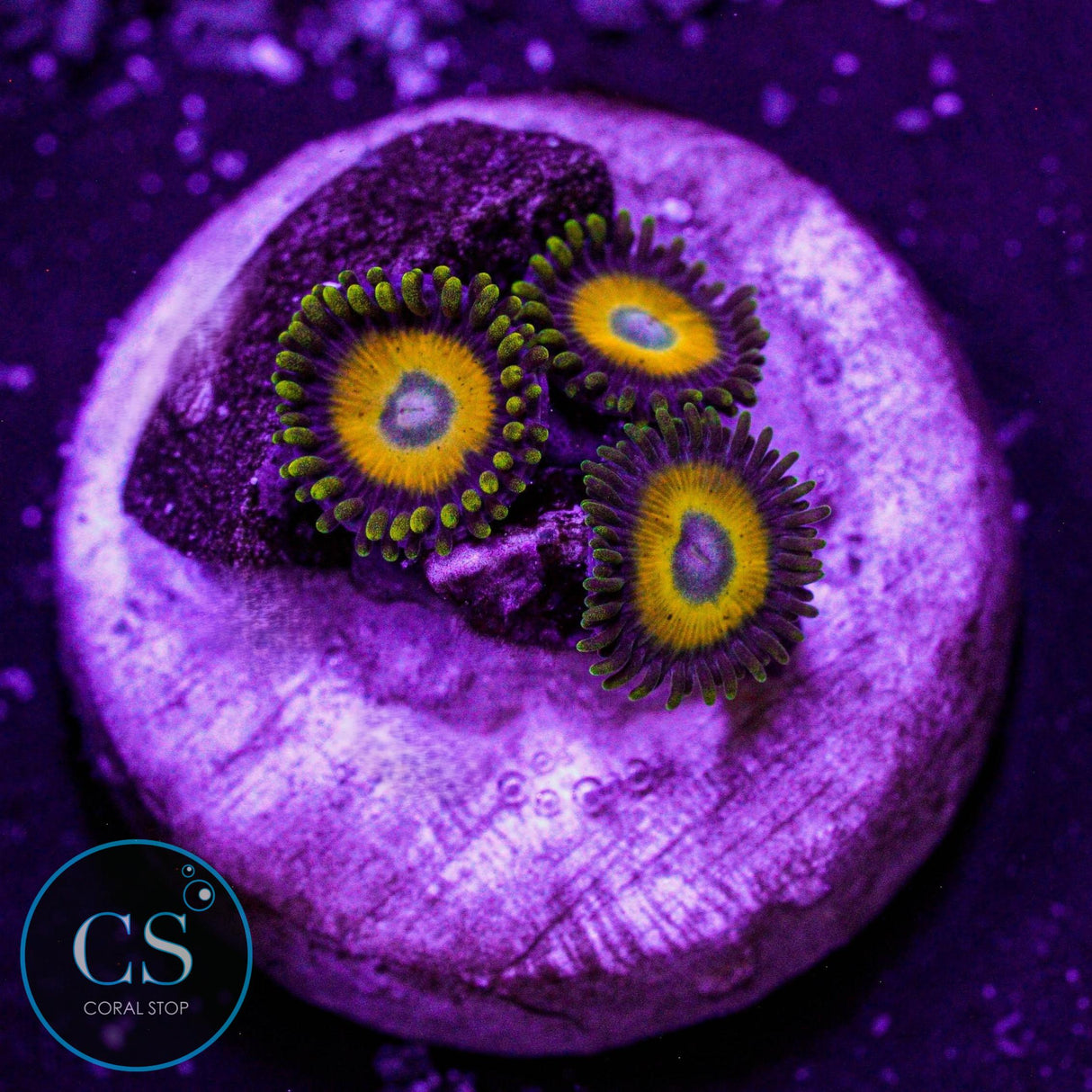 Scrambled Eggs Zoa