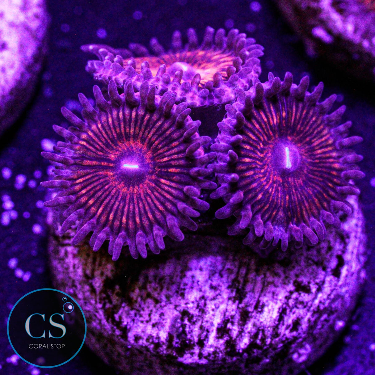 CS Creepy Crawler Zoa