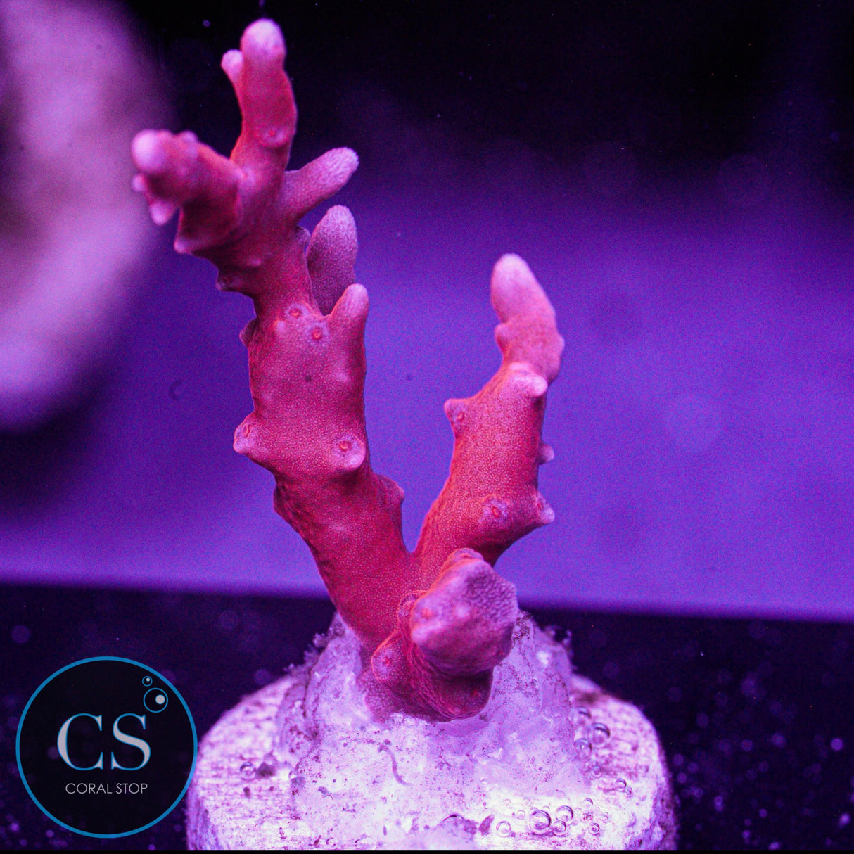 JF TNT Anacropora