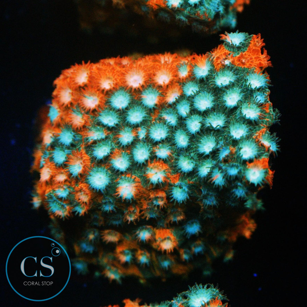 JF FENDER BENDER CYPHASTREA